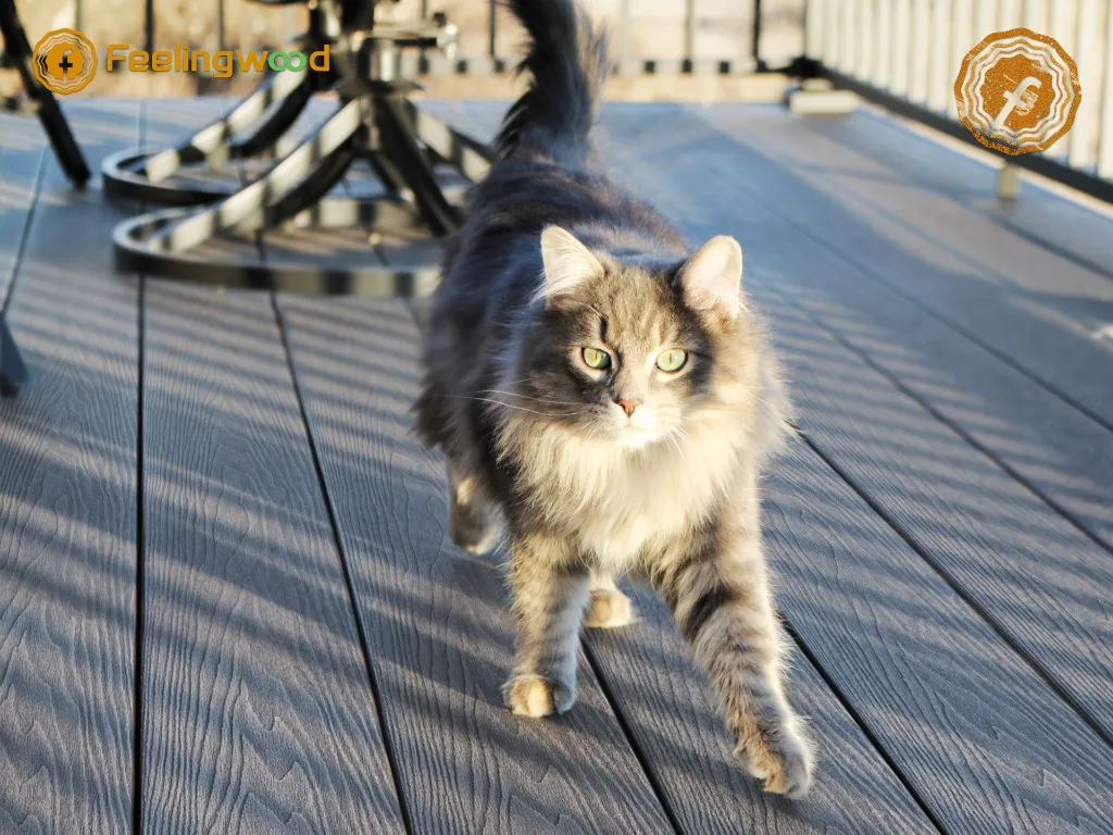 猫咪1.webp