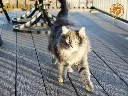 猫咪1.webp